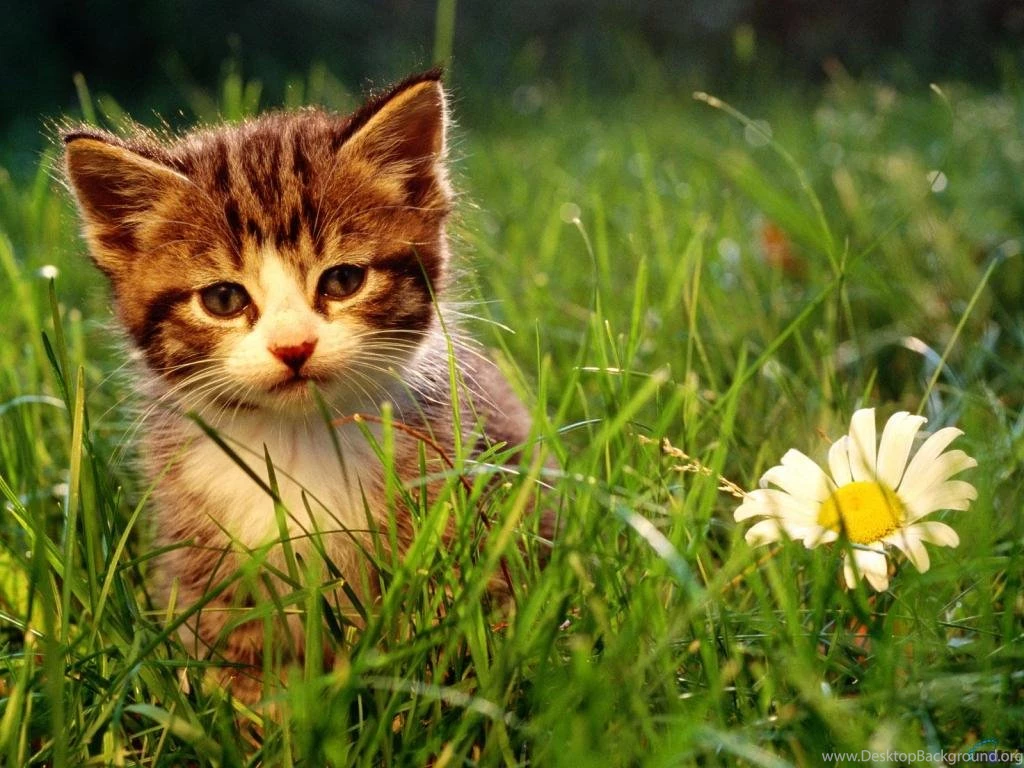 Cute Kittens Wallpapers 9389