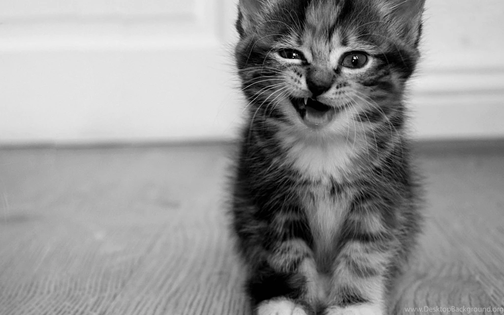 Winking Kitten Desktop Wallpapers 16518