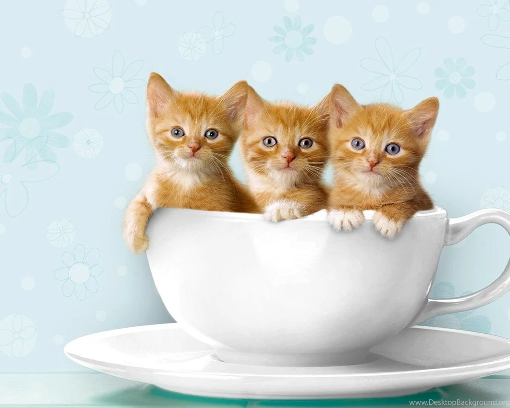 Kittens Facebook Cover Wallpapers 122900