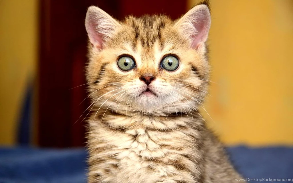 Cute Golden Kitten Desktop Wallpapers That Will Startle On Your ...
