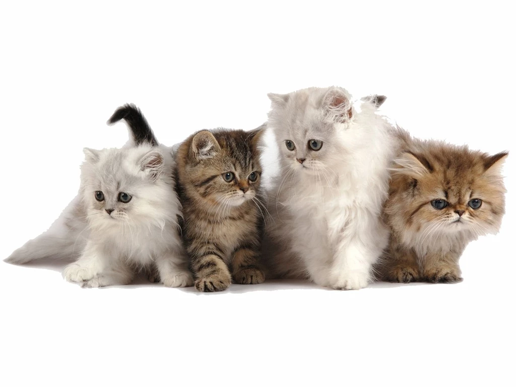 Desktop Wallpapers Of Cute Persian Kittens Free Computer Desktop ...