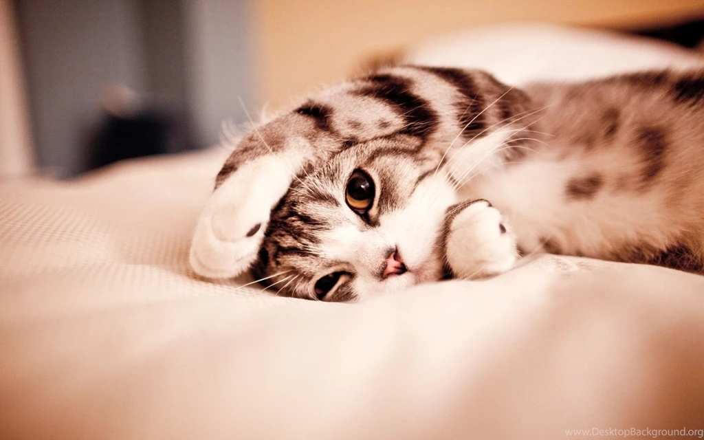 Kitten On The Blanket Widescreen Wallpapers