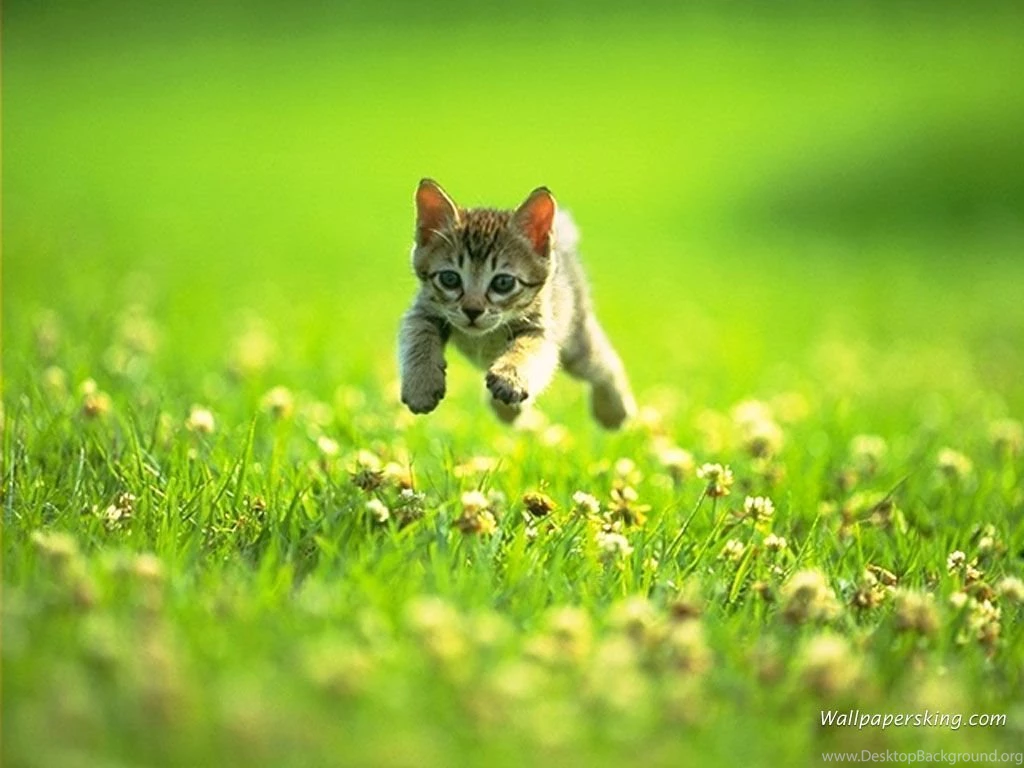 The Kitten On A Grass Wallpapers And Images Wallpapers, Pictures ...