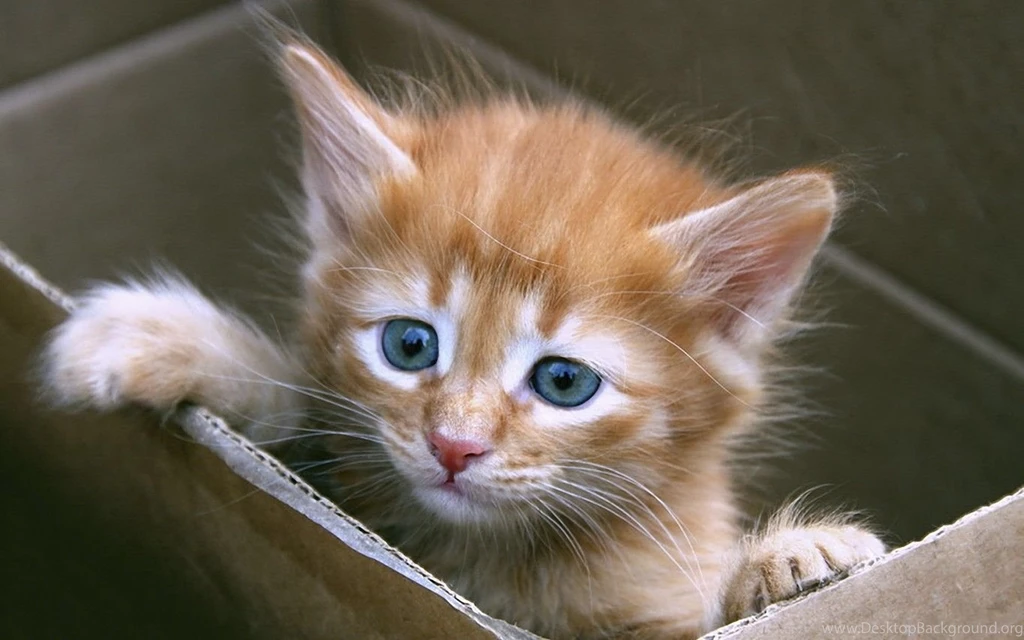 Kitten Desktop Wallpapers HD Wallpapers And Pictures