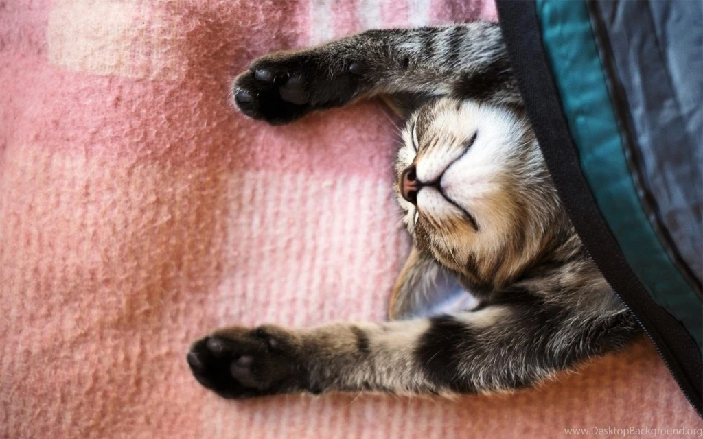 Cats: Cat Sleeping Sleep Animal Lazy Kitten Desktop Backgrounds ...