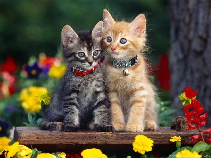 Kitten Wallpapers