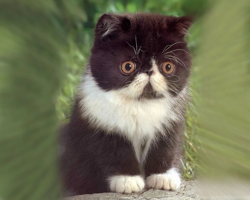 Cute Kittens Images Desktop Backgrounds
