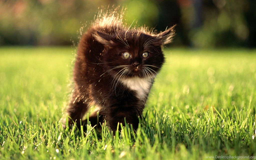 Free Wallpapers Bicolor Cute Kitten On Grass Free Desktop Theme