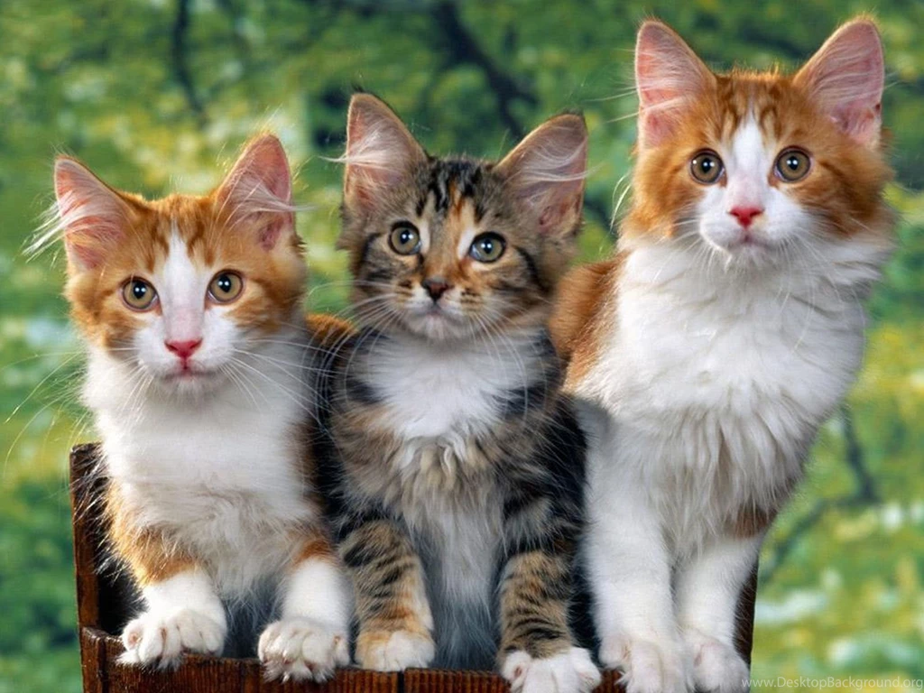 Free Wallpapers Three Kittens