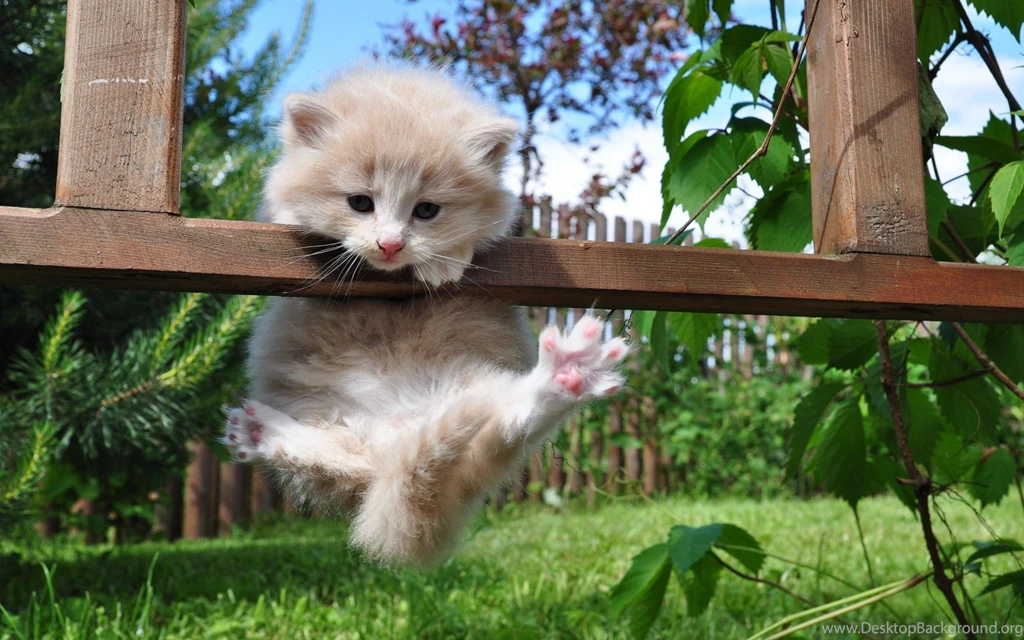 Kitten Desktop Wallpapers 18297