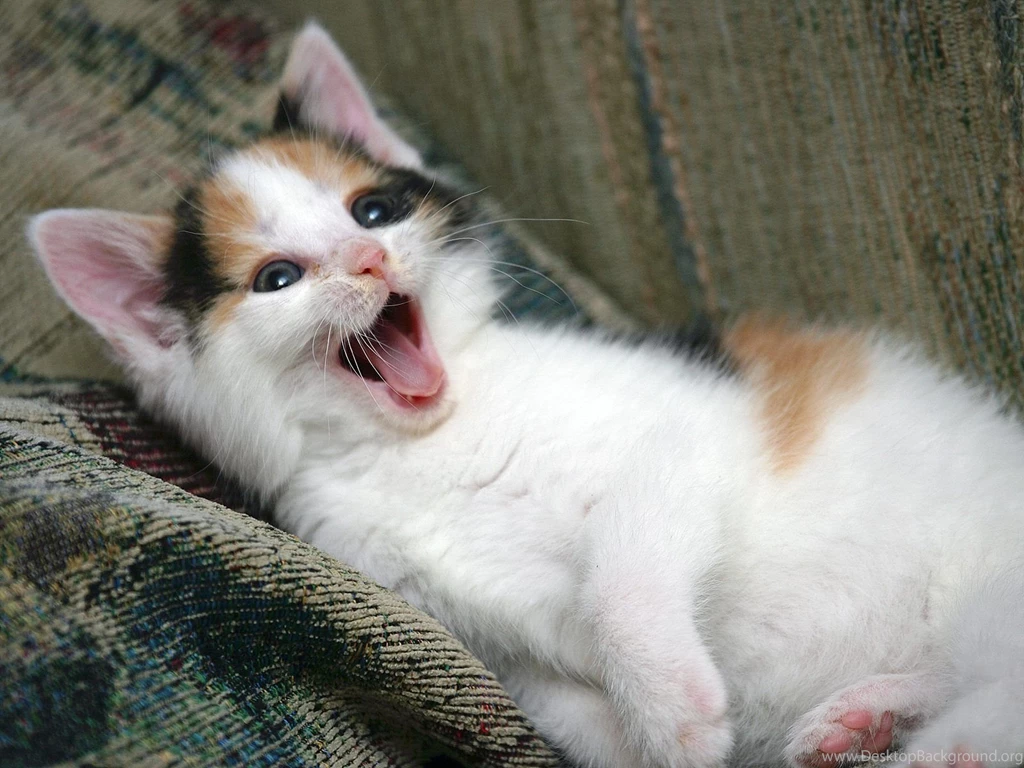 Free Wallpapers Balinese Kitten