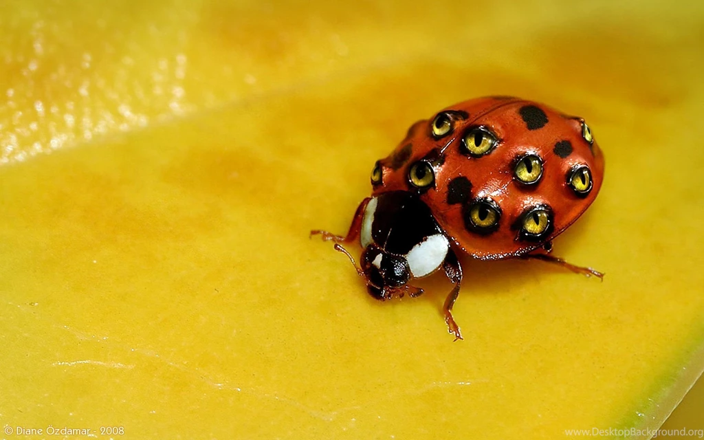 30 Weird Wallpapers Ladybug Backgrounds Wallpapers Desktop ...