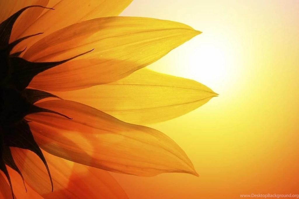 Free The Beauty Of Sunset Backgrounds For PowerPoint Beauty PPT ...