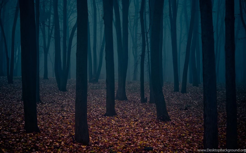 Dark Forest Wallpapers