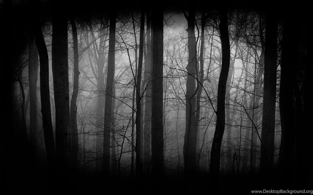 2894) Dark Forest Desktop HD Wallpapers   WalOps.com