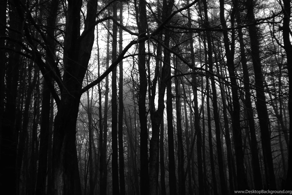Download Dark Forest Wallpapers HD Picture