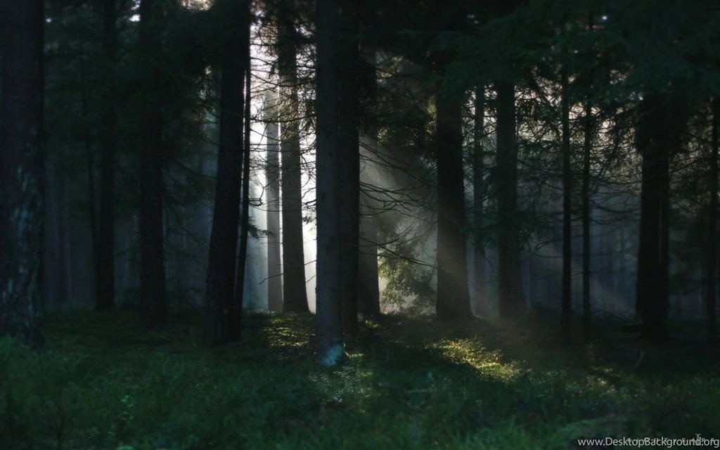 Dark Forest Wallpapers 16 Backgrounds Hdnaturewall.com