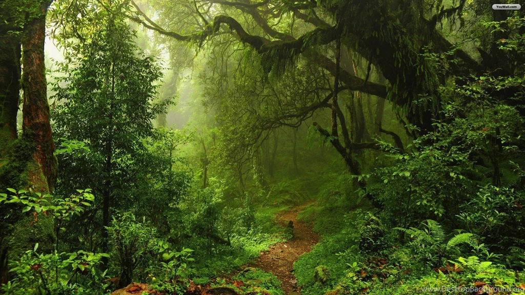 Dark Forest Wallpapers Screen HD