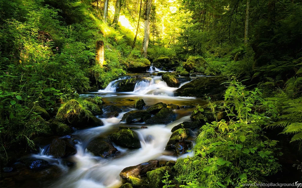 Forest Wallpapers Hd 1307132