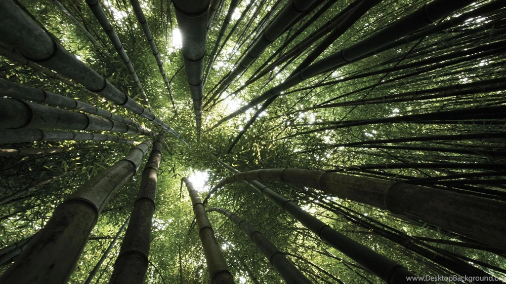 80 Bamboo HD Wallpapers