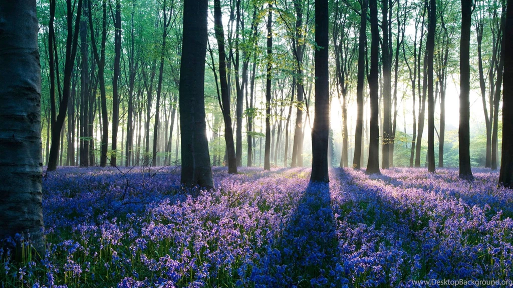 Forest Wallpapers HD