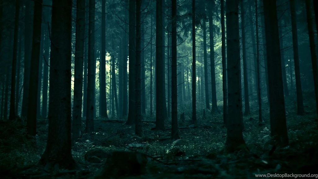 dark forest wallpapers desktop background