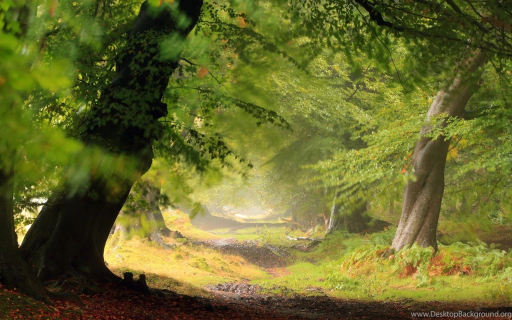 Forest Wallpapers