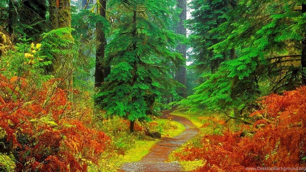 Green Forest Wallpapers High Resolution