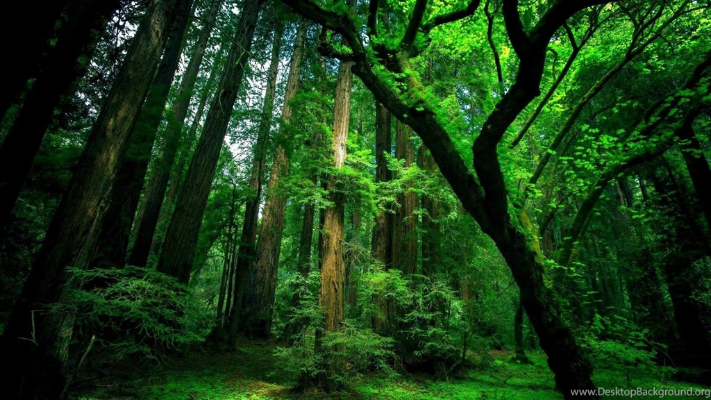 Forest