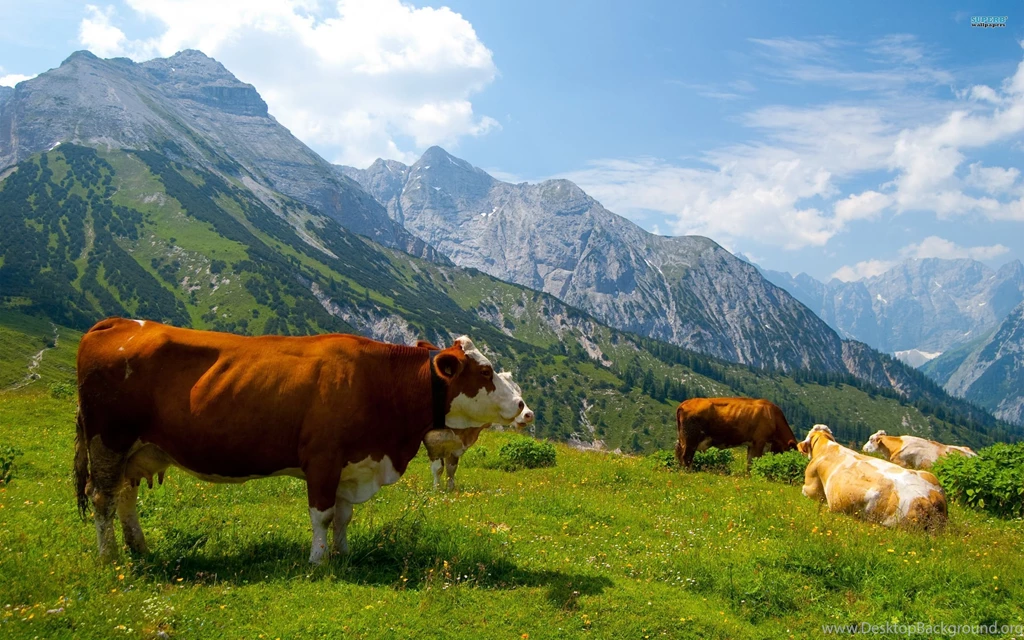 Cows In The Alps Wallpapers Animal Wallpapers