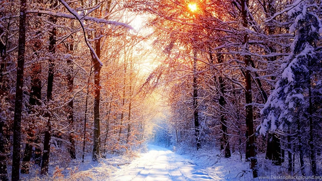 Into The Forest Winter Wallpapers