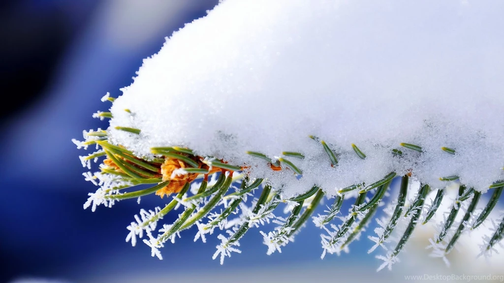 Download Wallpapers 1920x1080 Branch, Snow, Spruce, Winter Full HD ...