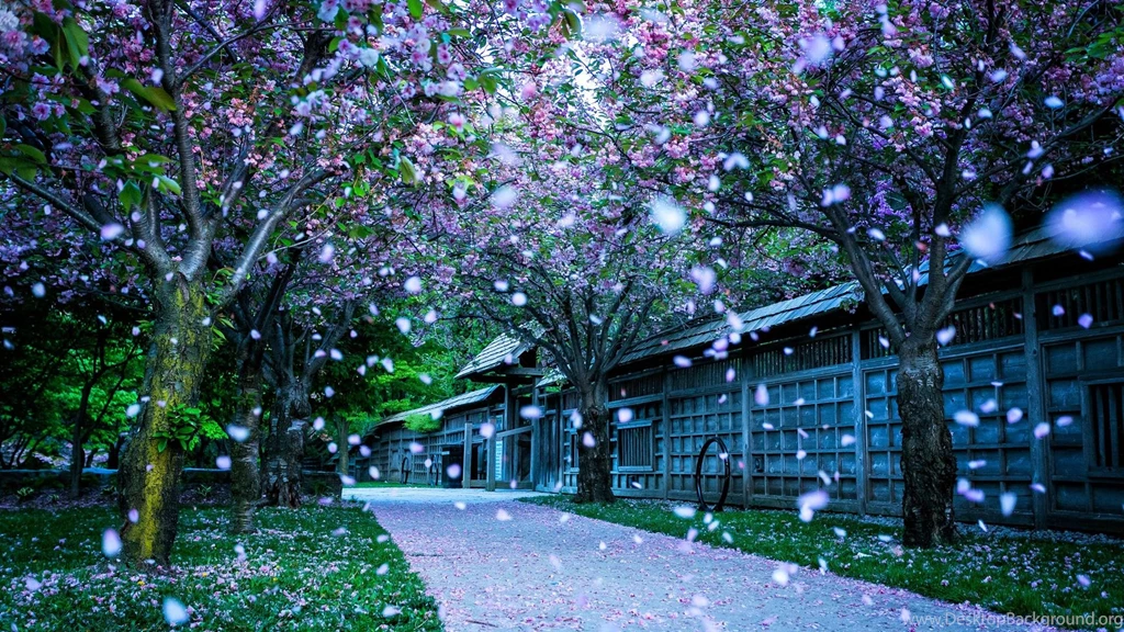 Nature Wallpapers With Snowy Winter Flower
