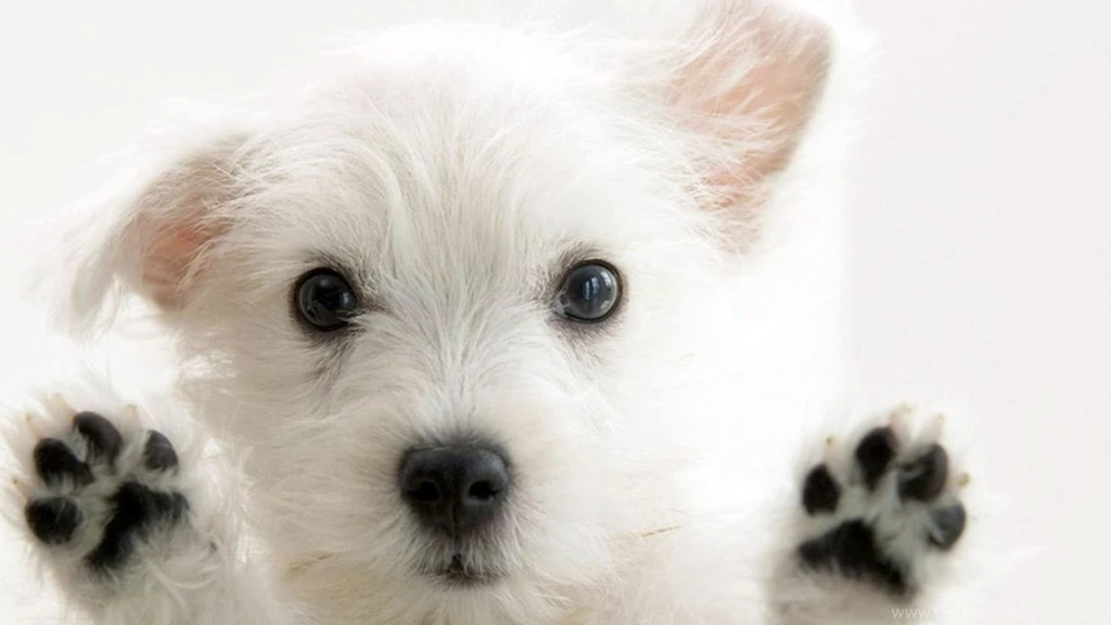 Puppy Desktop Wallpapers