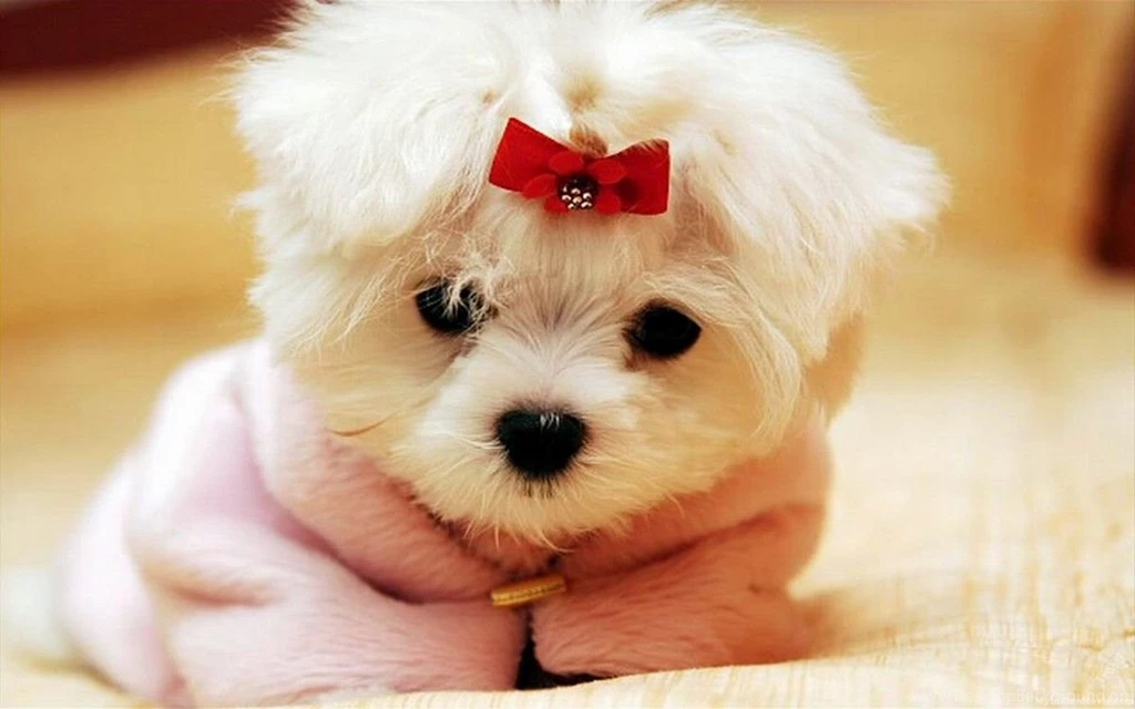 Dog Pictures / Dog Pics