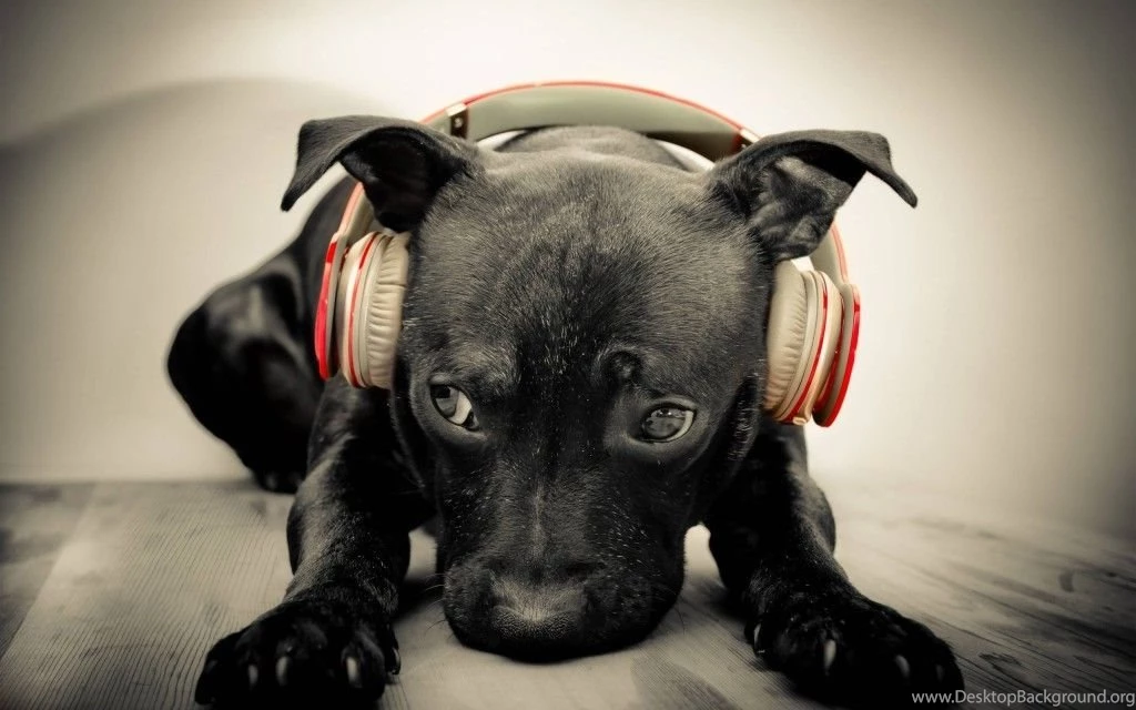 34 Dog & Puppy Chrome Themes, Desktop & IOS Wallpapers