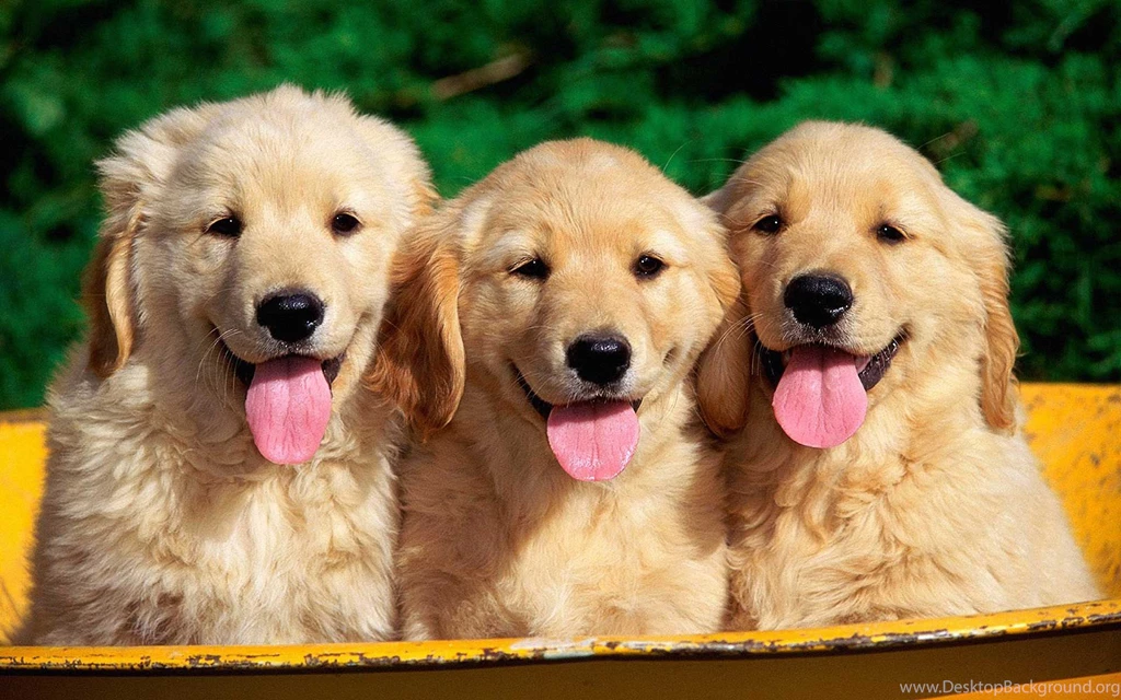 10 Free Golden Retriever Puppies HD Wallpapers