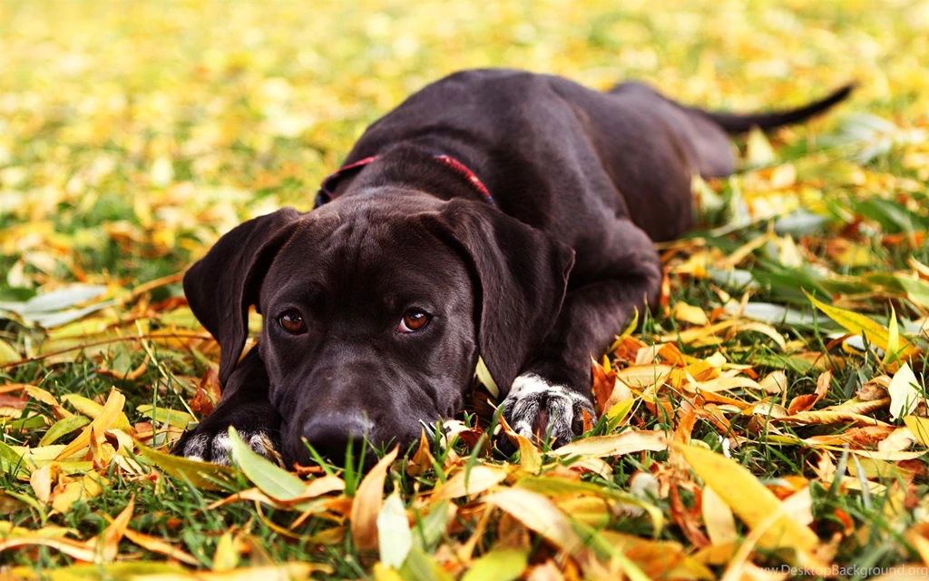 Puppy