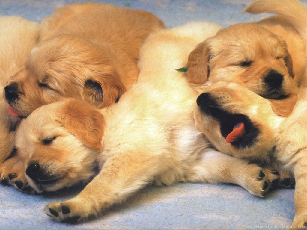 Free A Pile Of Puppies Free Dog Puppies Wallpapers Computer Desktop