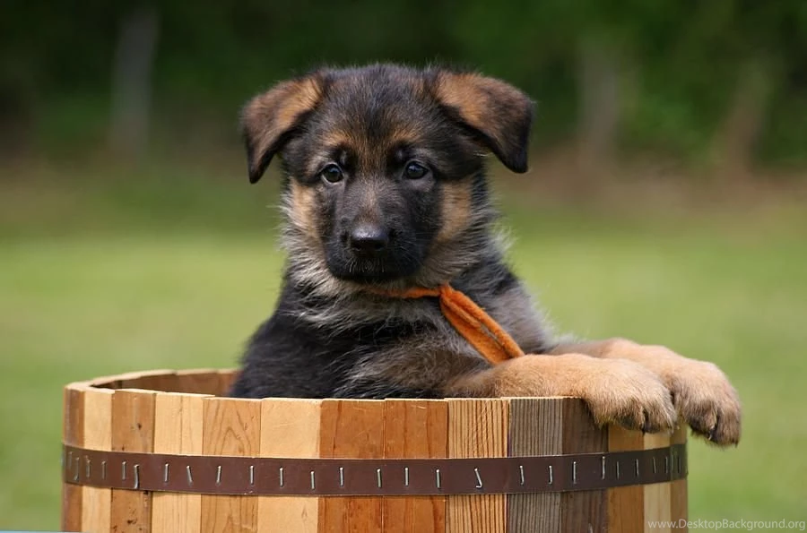 German Shepherd Puppy Desktop Wallpapers And Images