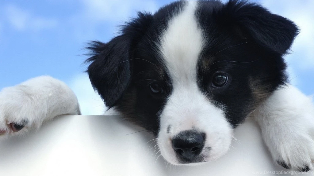 1920x1080 Cute White And Black Puppy Desktop PC And Mac Wallpapers