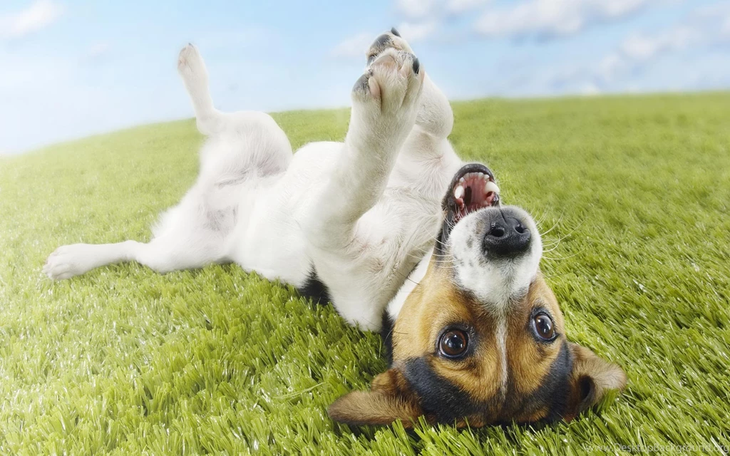 Funny Puppy Desktop Wallpapers