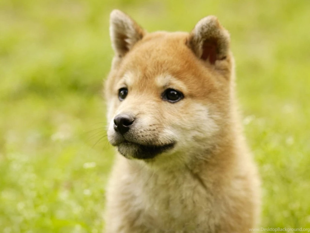 Free Download Shiba Inu Puppies Wallpapers HD