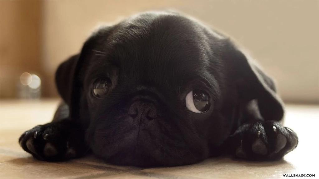 Free Beautiful Puppy Pug Desktop Wallpapers 1280720
