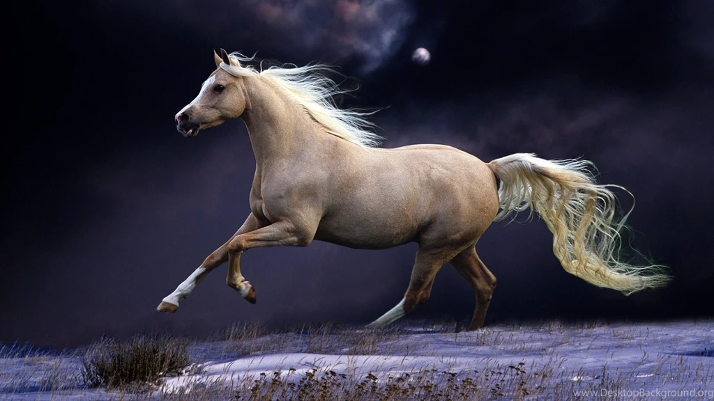 Download Wallpapers 1920x1080 Horse, Mane, Running, Beautiful ...