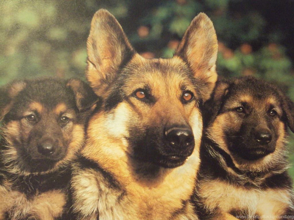German Shepherd Puppy Desktop Wallpapers And Images