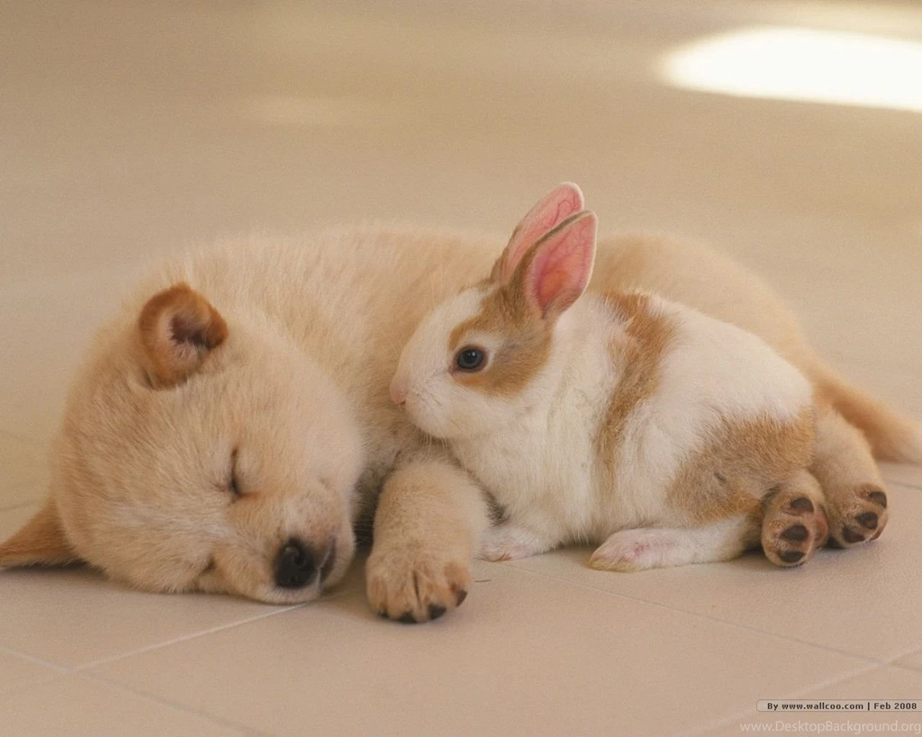 Cute Puppies Photos Lovely Puppy Portraits 1280x1024 NO.24 ...