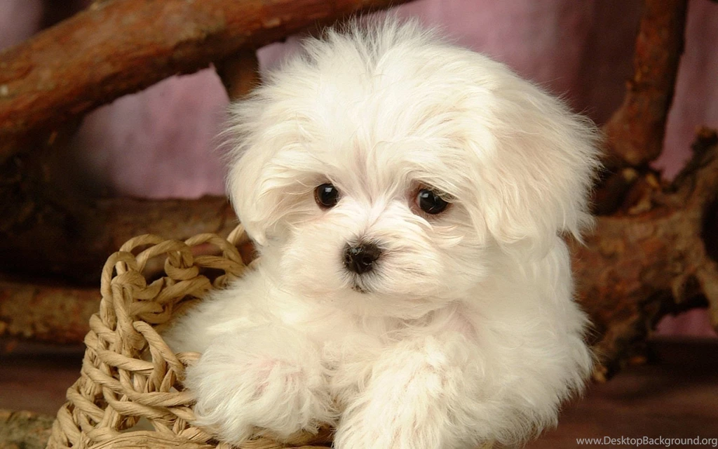 Maltese Puppy Pictures Desktop Backgrounds