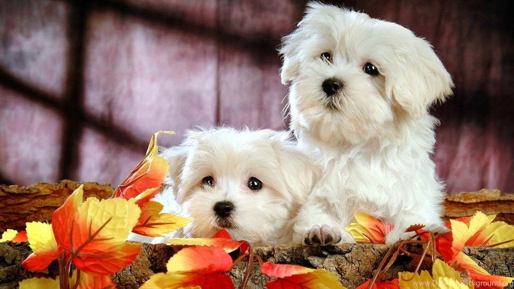 Bichon Frise Puppy Wallpapers