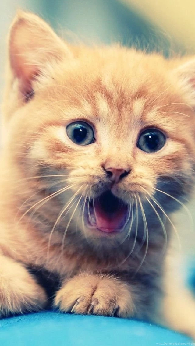 Cute Cat iPhone 5s Wallpapers Download